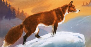 Liška na sněhu od Angus McBride