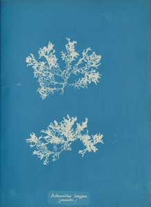 Achnanthes longipes. parazit., ca. 1853. od Anna Atkins