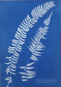 Asplenium Braziliense, S. Amerika