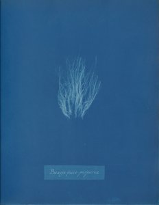 Bangia fusco-purpurea, ca. 1853. od Anna Atkins