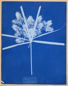 Carix (Amerika) od Anna Atkins