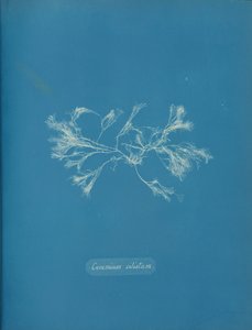 Ciliated keramika, ca. 1853 od Anna Atkins