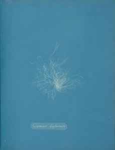 Transparentní keramika, ca. 1853 od Anna Atkins