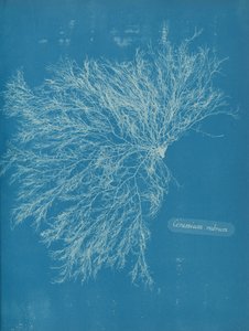 Červená keramika, cca. 1853