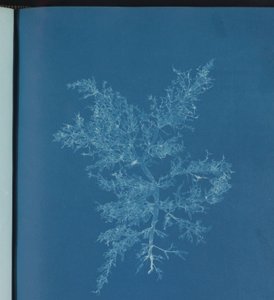 Chylocladia kaliformis od Anna Atkins