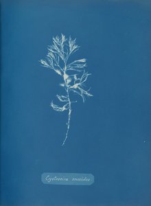 Cystoseira ericoides, ca. 1853. od Anna Atkins
