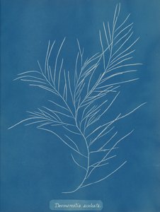 Desmarestia aculeata, ca. 1853. od Anna Atkins