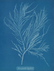 Desmarestia liqulata, ca. 1853. od Anna Atkins