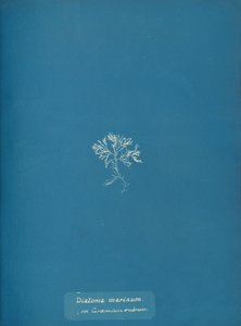 Mořské rozsivky na Ceramium rubrum, ca. 1853 od Anna Atkins