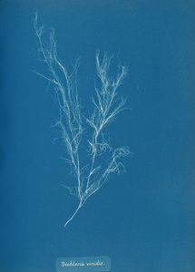 Dichloria viridis, ca. 1853. od Anna Atkins