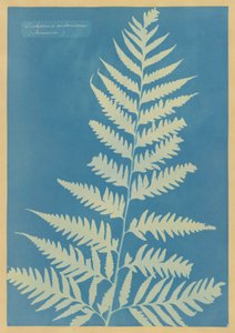 Dichsonia arborescens, Jamajka od Anna Atkins