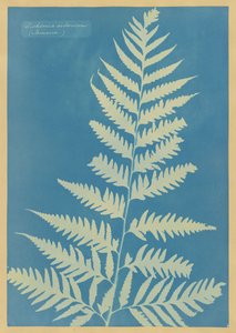  od Anna Atkins