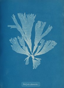 Dictyota atomaria, ca. 1853. od Anna Atkins