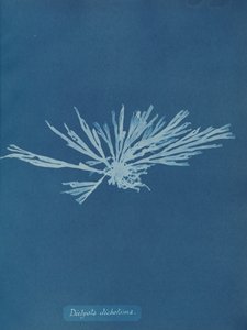 Dictyota dichotoma, ca. 1853. od Anna Atkins
