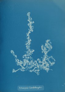 Ectocarpus Landsburghii, ca. 1853. od Anna Atkins