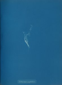 Ectocarpus amphibius, ca. 1853. od Anna Atkins