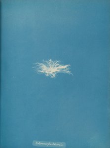 Enteromorpha clathrata, ca. 1853. od Anna Atkins