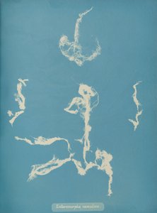 Enteromorpha ramulosa, ca. 1853 od Anna Atkins