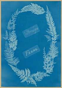 Cizí kapradiny od Anna Atkins