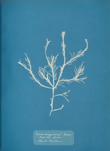 Fucus aeruginosus Turner. S. Moře Lisabon Nově do Británie., cca. 1853. od Anna Atkins