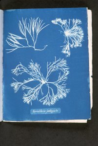 Furcelleria fastigiata, z 