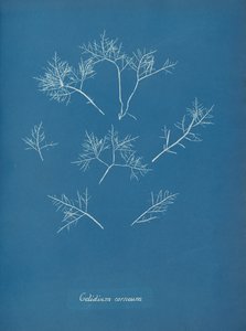 Korneální mráz, ca. 1853 od Anna Atkins