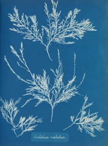 Gelidium rostratum, ca. 1853 od Anna Atkins