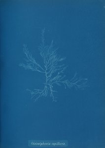 Gloisiphonia capillaris, ca. 1853. od Anna Atkins