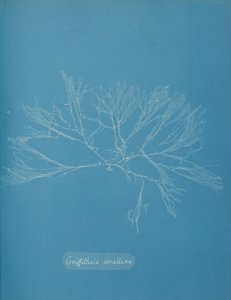 Coral Griffithsia, ca. 1853. od Anna Atkins