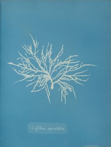 Griffithsia equisetifolia, ca. 1853. od Anna Atkins