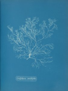 Griffithsia multifida, ca. 1853. od Anna Atkins