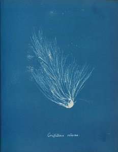 Griffithsia setacea, ca. 1853. od Anna Atkins