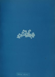 Padina deusta, ca. 1853. od Anna Atkins