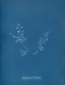 Brodieho Polysiphonia, ca. 1853 od Anna Atkins