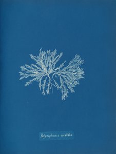 Polysiphonia cristata, ca. 1853. od Anna Atkins