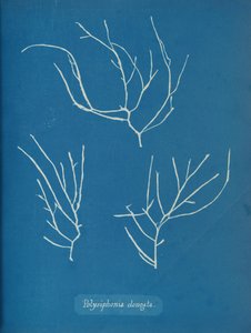 Polysiphonia elongata, ca. 1853 od Anna Atkins