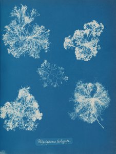 Polysiphonia fastigiata, cca. 1853. od Anna Atkins