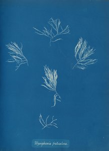 Polysiphonia fruticulosa, ca. 1853. od Anna Atkins