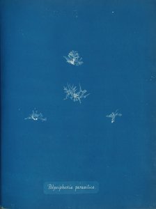 Polysiphonia parasitica, ca. 1853. od Anna Atkins