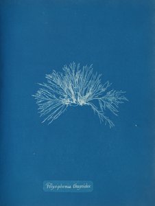 Polysiphonia thuyoides, ca. 1853. od Anna Atkins