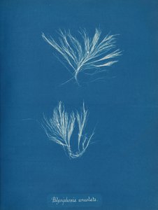 Polysiphonia urceolata, ca. 1853. od Anna Atkins