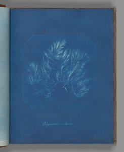 Polysiphonia violacea od Anna Atkins