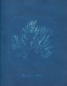 Polysiphonia violacea, ca. 1853. od Anna Atkins