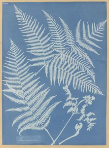 Pteris aquilina od Anna Atkins