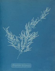 Sargassum bacciferum, ca. 1853. od Anna Atkins