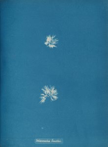 Schizonema Smithii, ca. 1853. od Anna Atkins