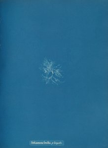 Schizonema Smithii, ß torqata, ca. 1853. od Anna Atkins