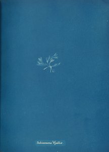 Schizonema Wyattiæ, ca. 1853. od Anna Atkins