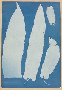 Scopendrium Vulgare od Anna Atkins