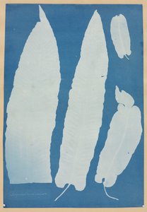Scopendrium Vulgare, 1852-1854. od Anna Atkins